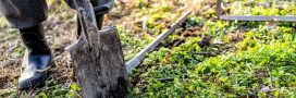 Potager : le début de l’hiver est le moment parfait pour créer une nouvelle parcelle, comment faire ?