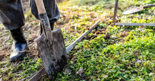 Potager : le début de l'hiver est le moment parfait pour créer une nouvelle parcelle, comment faire ?