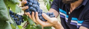 Vers des vignes françaises naturellement sans pesticides ?