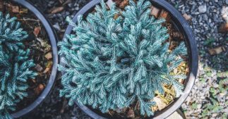 Tillandsia : cette mystérieuse plante sans racine