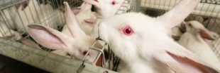 L'Autorité européenne de sécurité des aliments dénonce l'élevage de lapins en cage