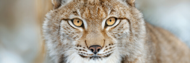 Lynx abattu dans les Vosges – Les Parcs Naturels appellent à une réaction forte !