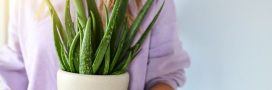 5 plantes qui adorent pousser en intérieur !