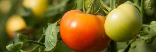 Un nouveau virus s'attaque aux tomates