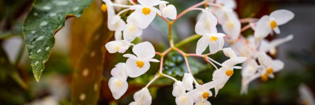 begonia maculata