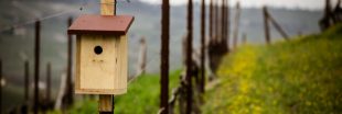 Viticulture - Favoriser les oiseaux avec des nichoirs dans les vignes