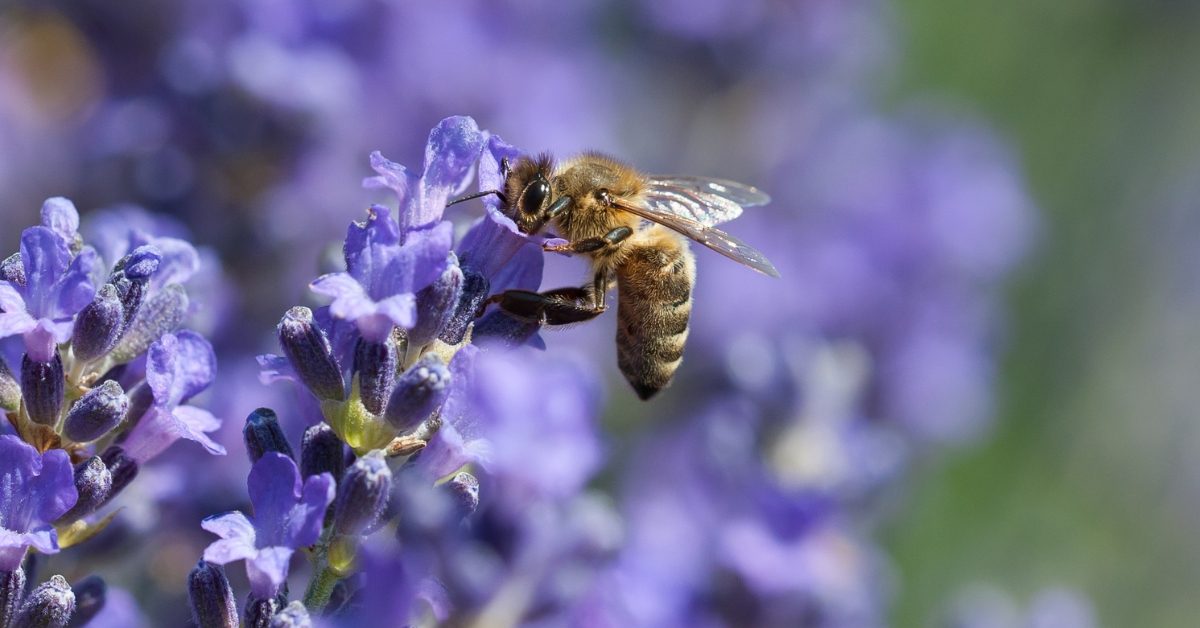 Les plantes mellifères qui aident abeilles et pollinisateurs