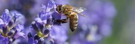 Les plantes mellifères qui aident abeilles et pollinisateurs