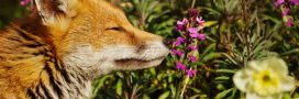 10 animaux à observer autour de chez vous au printemps : émerveillement garanti !