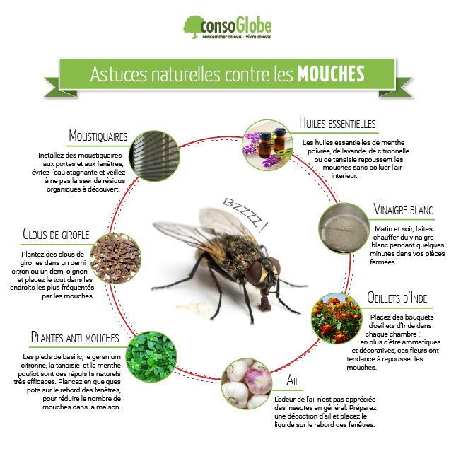 Action anti mouche naturel : 10 astuces naturelles contre les mouches