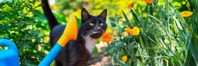 répulsif chat jardin