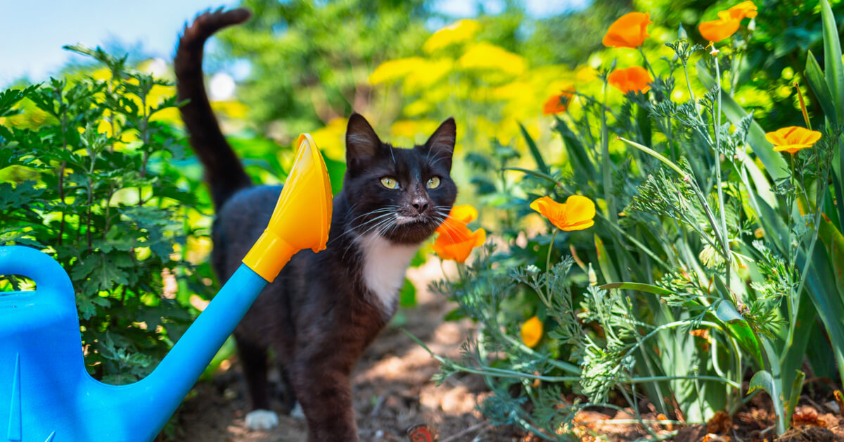 Comment clôturer mon jardin pour que mes chats puissent aller