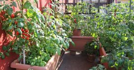 Cultiver des tomates sur son balcon… On s’y met cette année ?