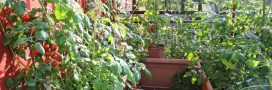 Cultiver des tomates sur son balcon... On s'y met cette année ?
