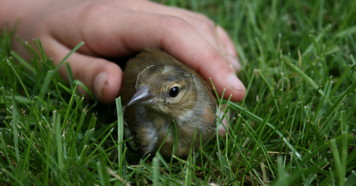 Oiseau blessé : que faire ? Les bons gestes pour l'aider