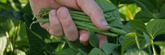 quand semer les haricots verts