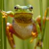 Dans la famille Biodiversité ordinaire, protégeons la rainette verte