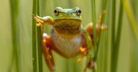 Dans la famille Biodiversité ordinaire, protégeons la rainette verte