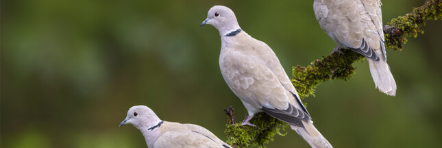 Dans La Famille Biodiversite Ordinaire Protegeons La Tourterelle Turque