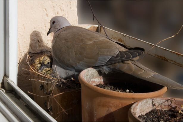 Dans La Famille Biodiversite Ordinaire Protegeons La Tourterelle Turque