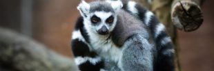 Benoît Quintard, vétérinaire au zoo de Mulhouse, nous parle des animaux confinés