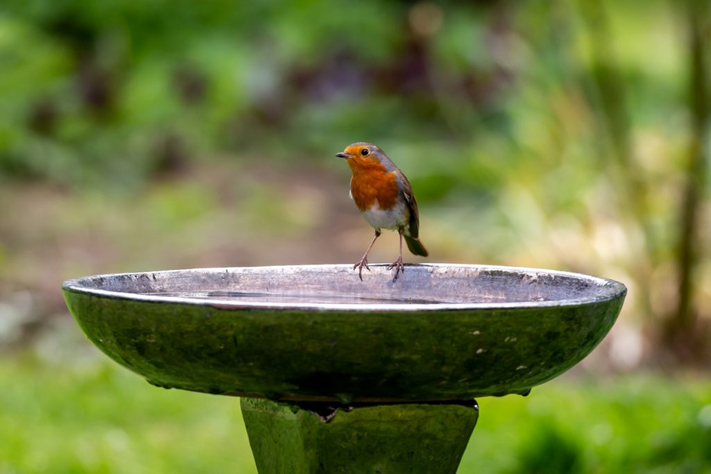 Abreuvoir oiseaux jardin : comment l'installer ? Vente pas cher - PRÊT A  JARDINER