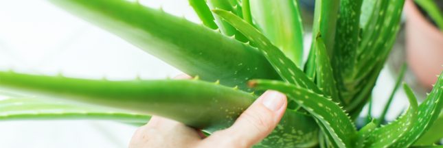 aloe vera entretien