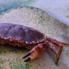 Dans la famille biodiversité ordinaire, protégeons le crabe tourteau