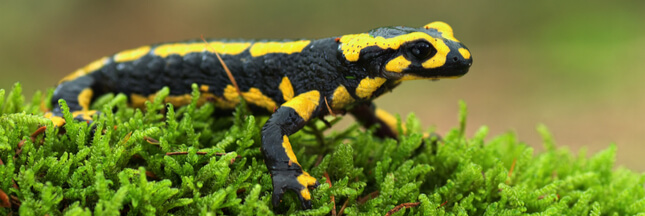 Dans La Famille Biodiversite Ordinaire Protegeons La Salamandre