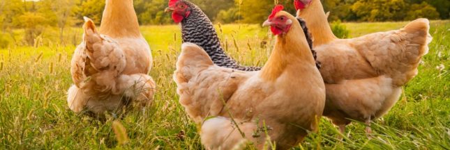 C'est prouvé : les poules n'ont pas oublié leurs origines