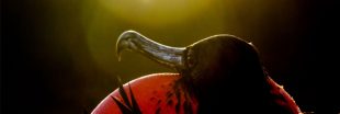 Les 6 plus belles photos d'oiseaux du concours Audubon 2020