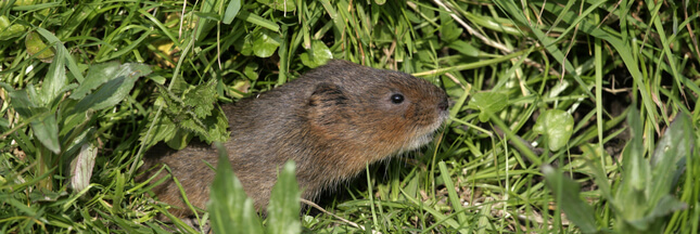 Dans La Famille Biodiversite Ordinaire Protegeons Le Campagnol Terrestre