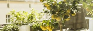 Faire pousser un citronnier ou un oranger au jardin ou sur son balcon