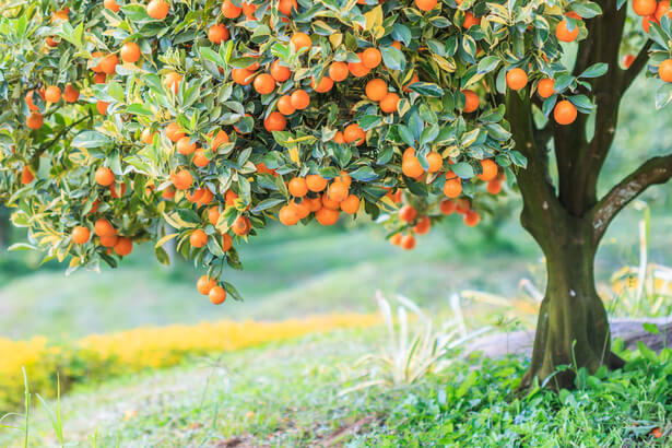 Où planter un oranger dans son jardin ?