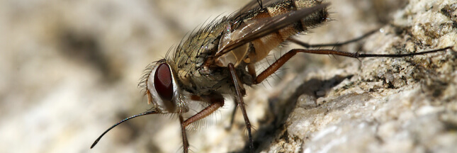 La Mouche Charbonneuse Un Veritable Enfer Dans La Maison