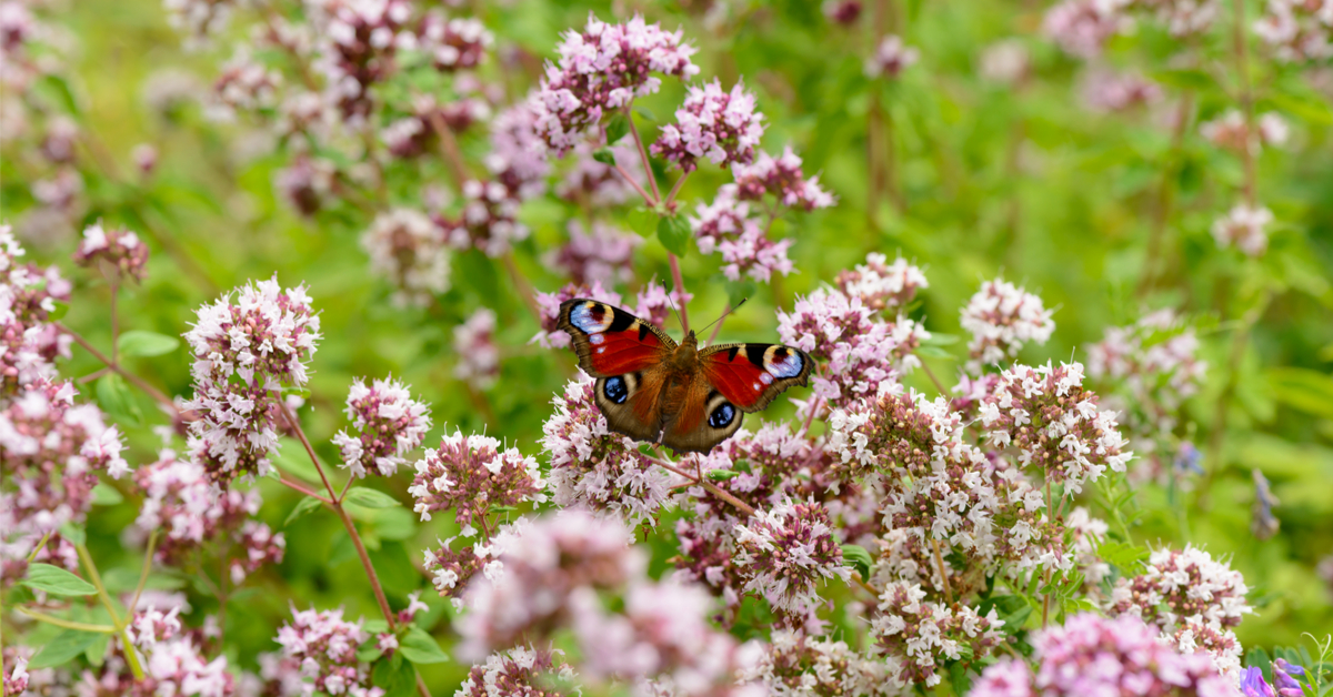 Dans la famille biodiversité ordinaire, protégeons le paon du jour