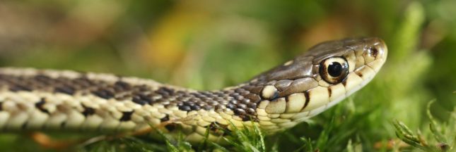 Un serpent au jardin : une couleuvre