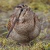 Dans la famille biodiversité ordinaire, protégeons la bécasse des bois