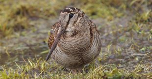 Dans la famille biodiversité ordinaire, protégeons la bécasse des bois