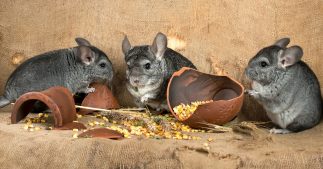 chinchillas