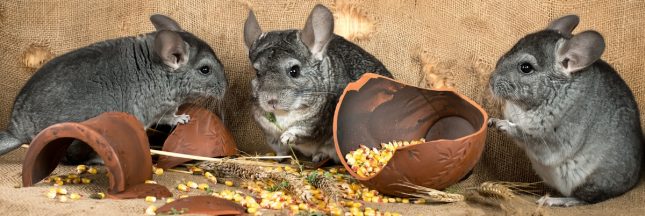 chinchillas