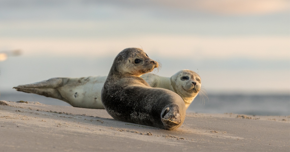 Three seals. Настоящие тюлени.