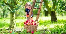 Jardiner en septembre : que faire au jardin, au potager et au verger ?