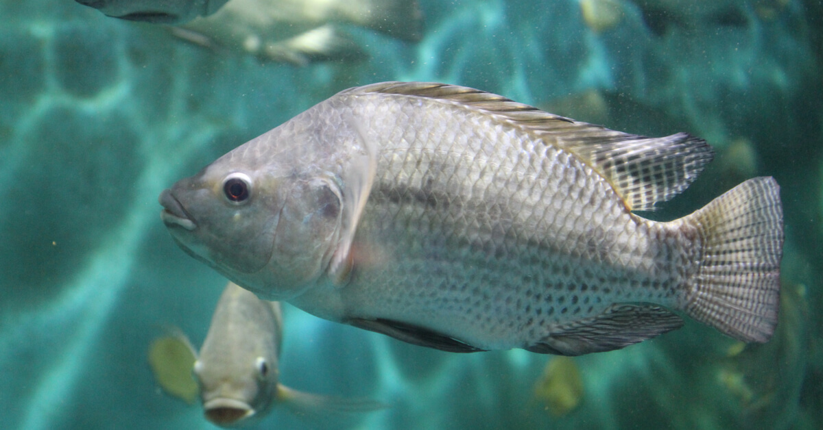 Découvrez le tilapia, le poisson le plus consommé au monde