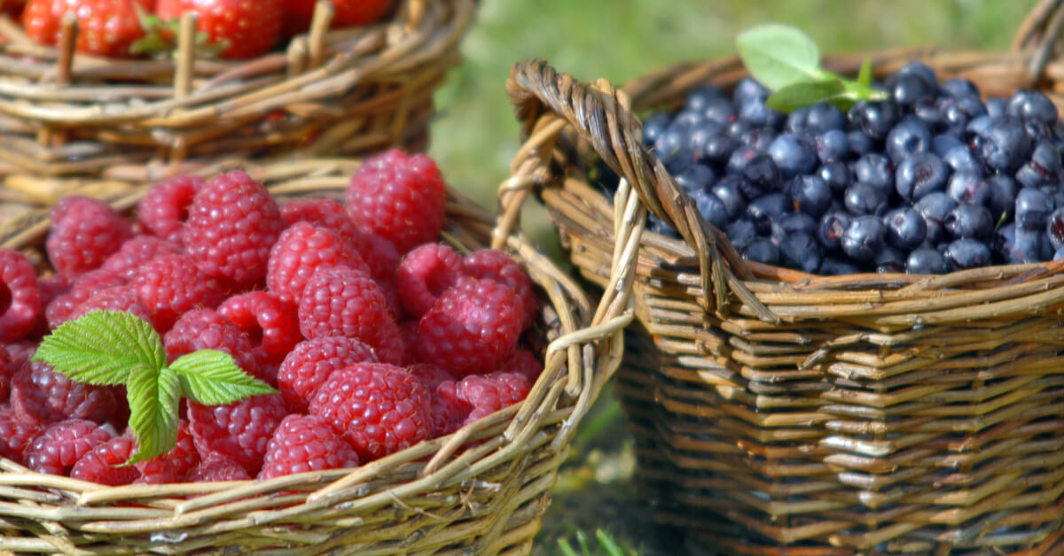 Framboises, mûres, myrtilles : cultiver de beaux fruits rouges au jardin !