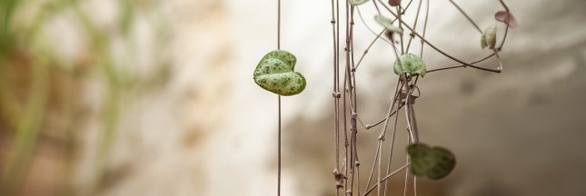 les plus belles plantes d'intérieur