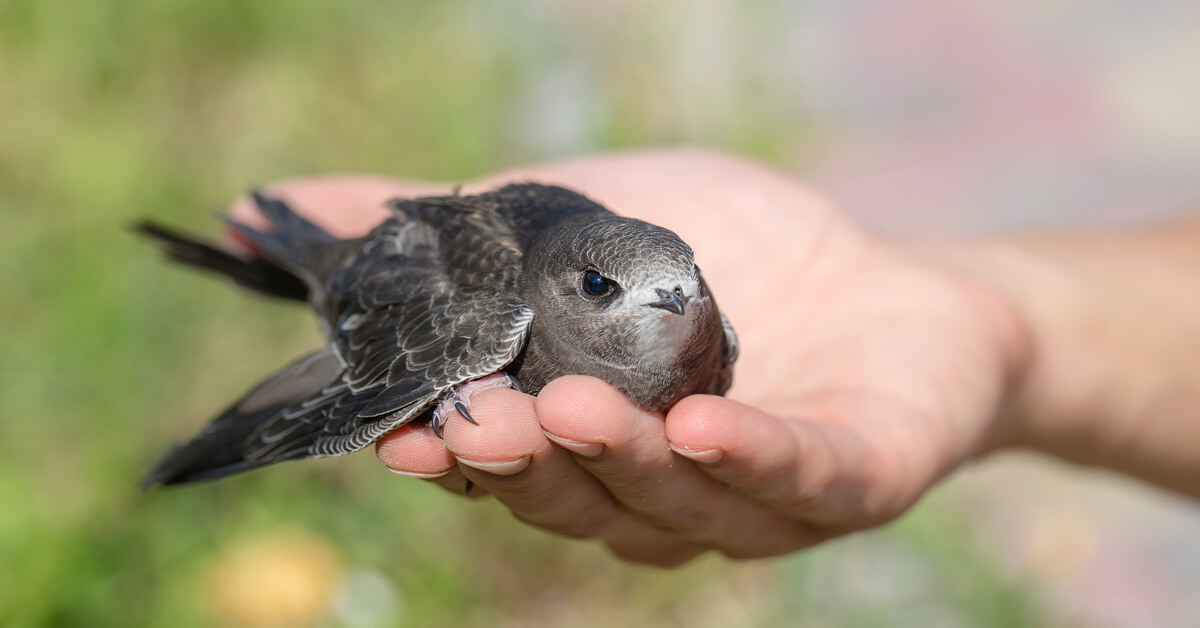 Dans La Famille Biodiversite Ordinaire Protegeons Le Martinet Noir