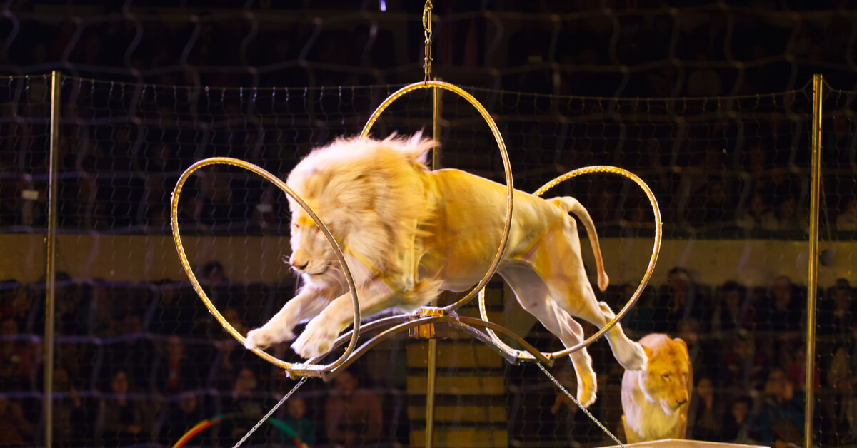 Cirque Vers La Fin De L Exploitation Des Animaux Sauvages