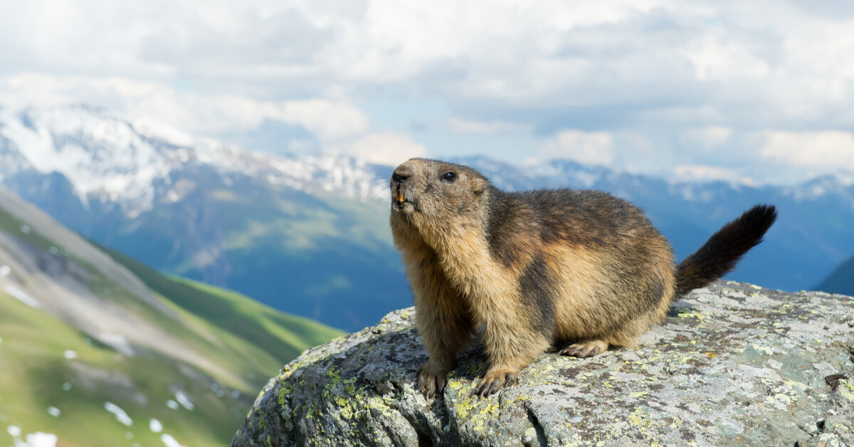 Dans La Famille Biodiversité Ordinaire, Protégeons La Marmotte