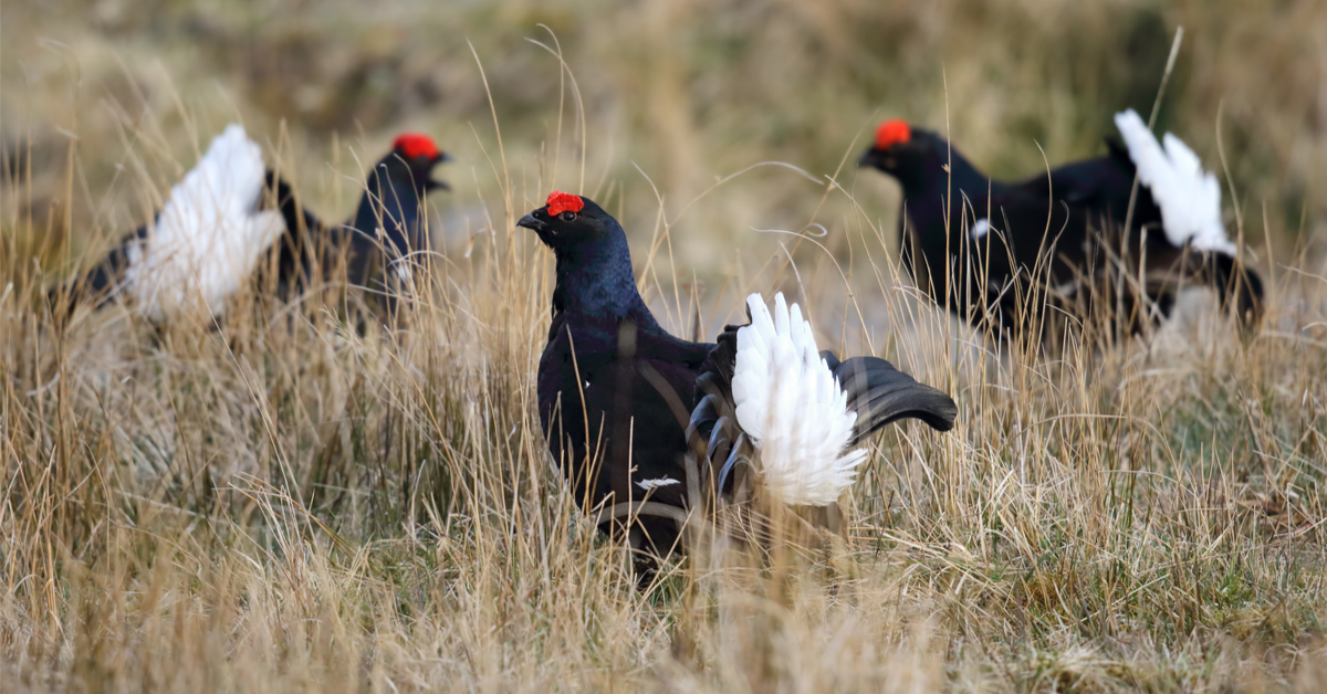 Dans la famille biodiversité ordinaire, protégeons le Tétras-lyre